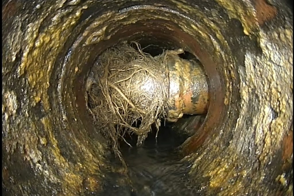 Before: The same length of pipe on camera: root growth and scale before